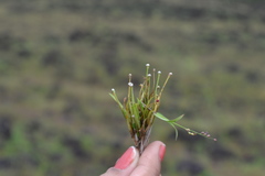 Eriocaulon cuspidatum